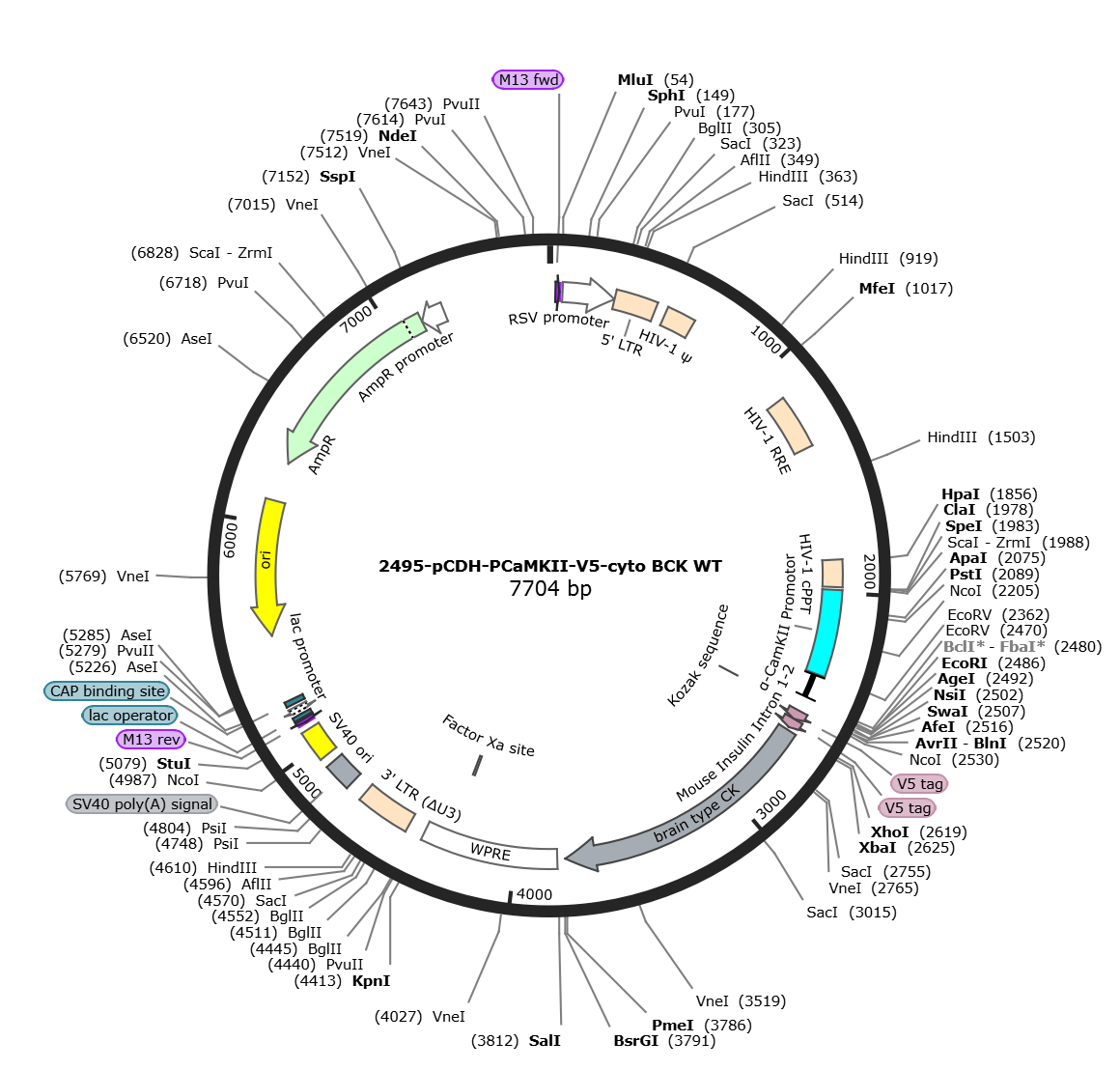 pCDH-PCaMKII-V5-cyto BCK WT载体图谱.png